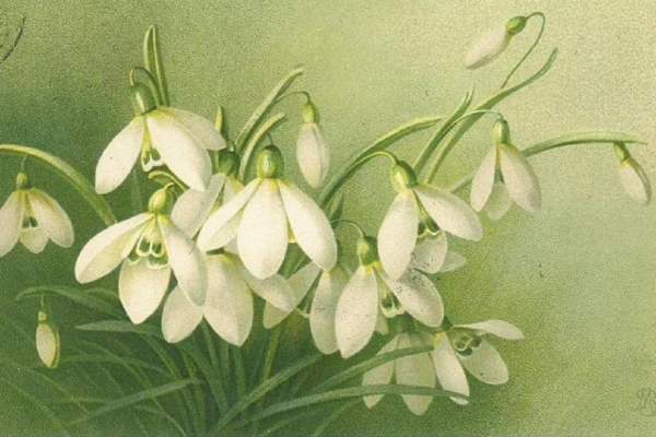 Rozkvět kultury v Čechách Barbary Novorodé