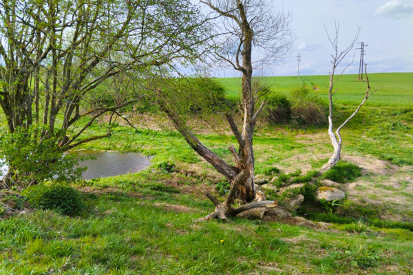 Foto k Revitalizované Údolí pod Lipami 