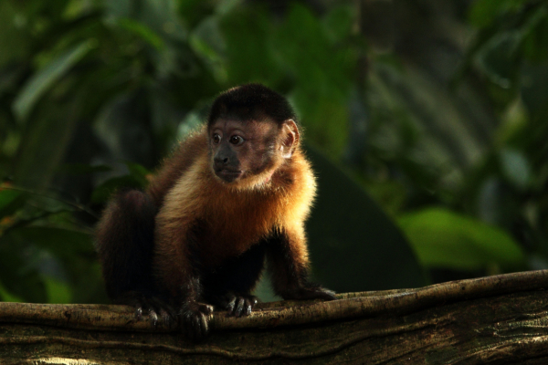 Amazonie