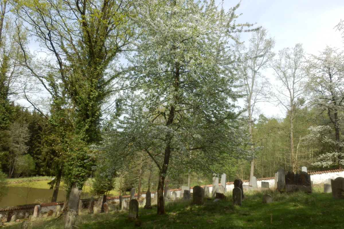 Foto Židovský hřbitov u Zběšiček