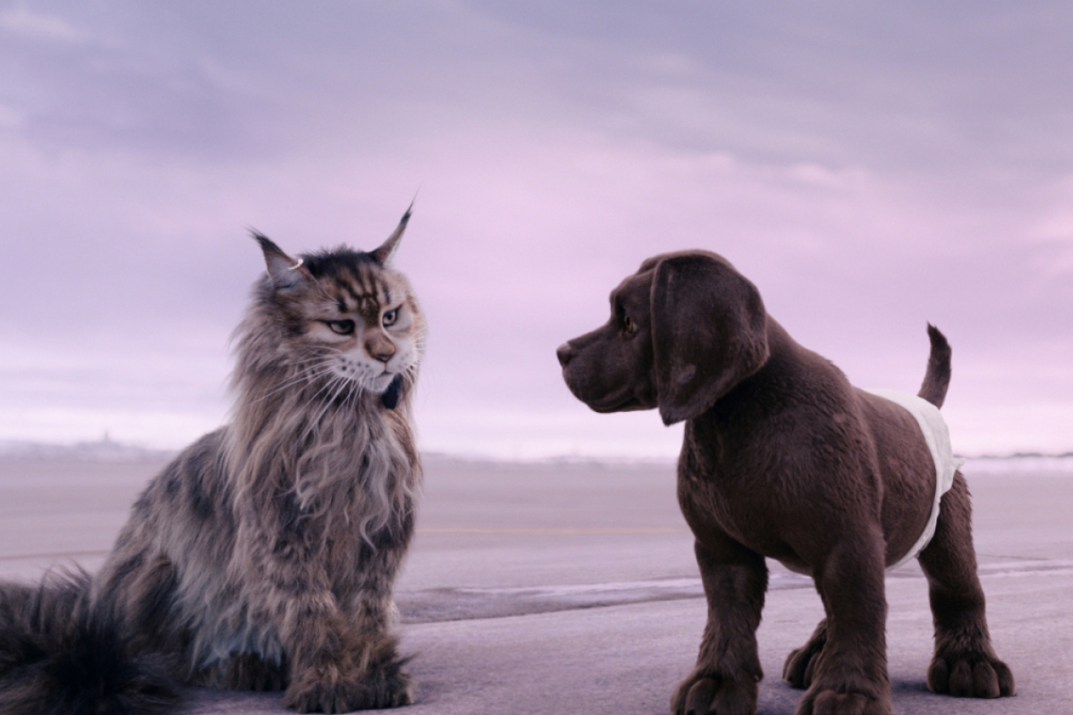 Foto Kočka a pes: Šílené dobrodružství 