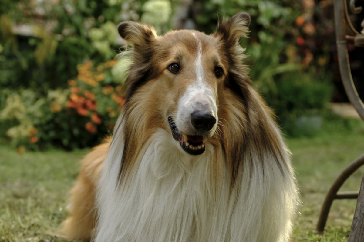 Foto Lassie: Nové dobrodružství