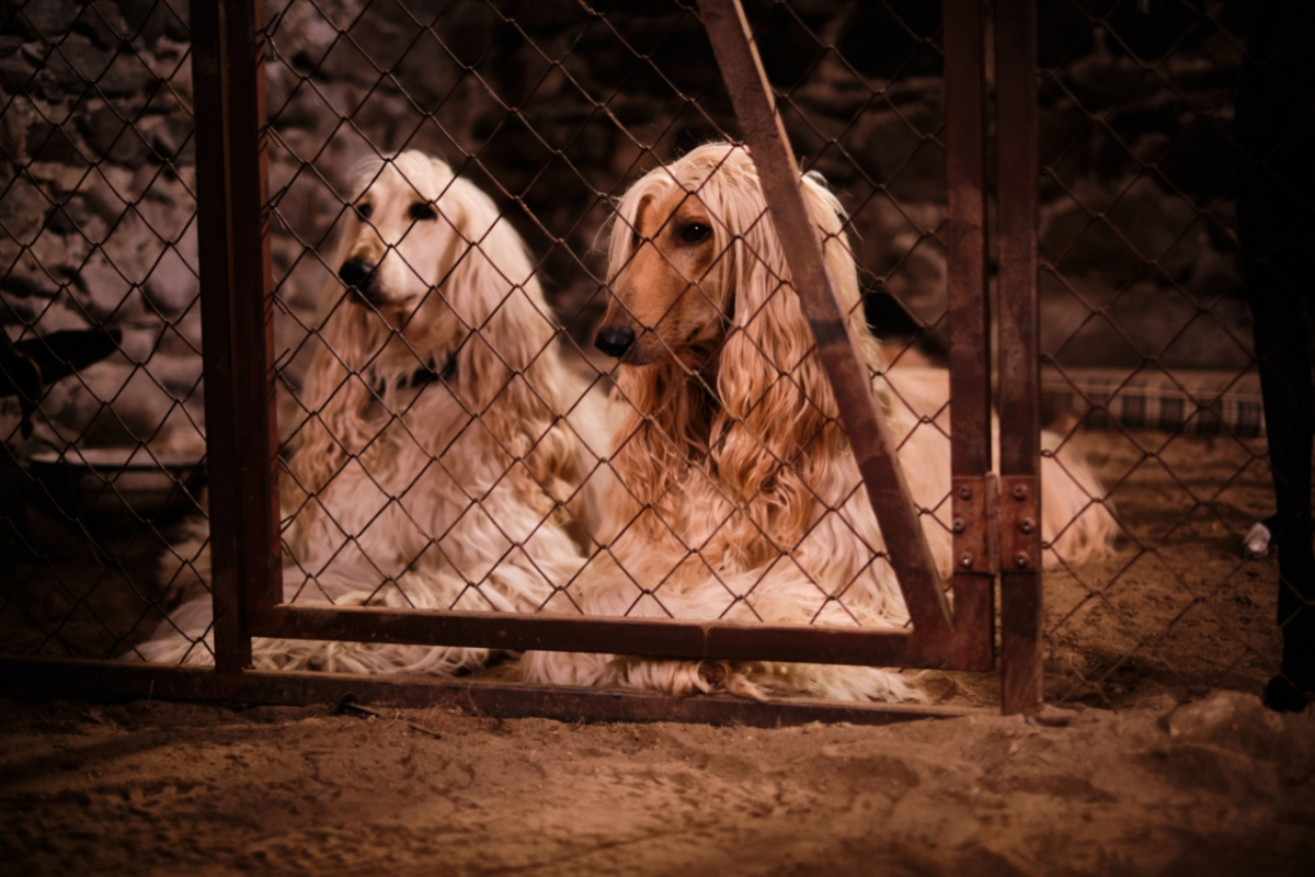 Foto Lassie: Nové dobrodružství