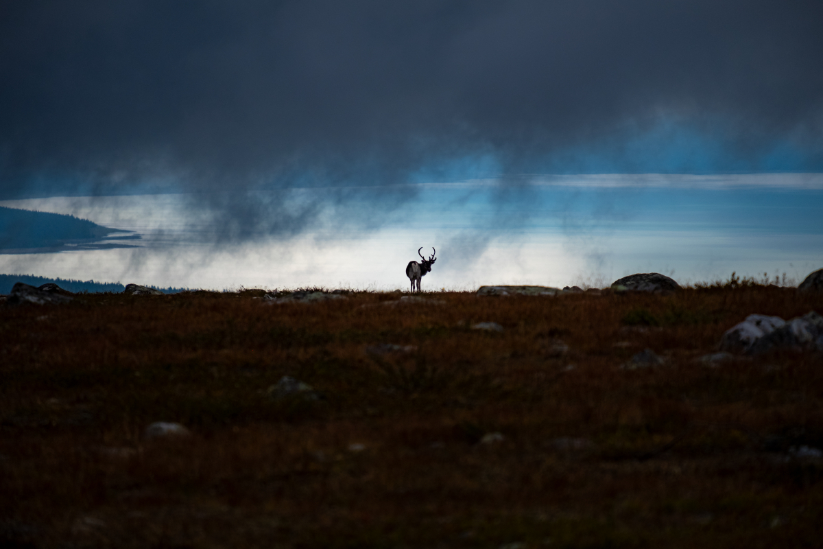 Foto Kungsleden: putování za polárním kruhem 