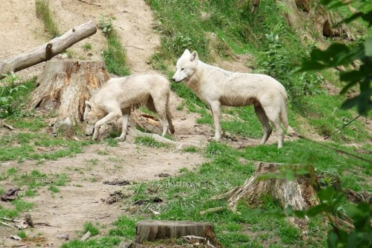 Foto ZOO Tábor