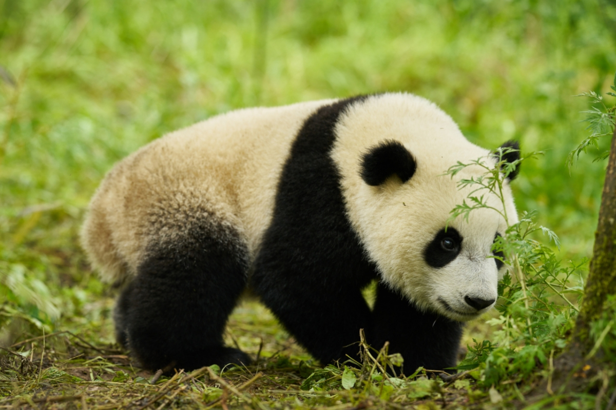 Foto Panda a já