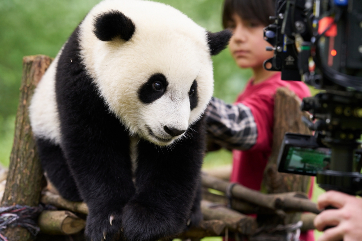 Foto Panda a já