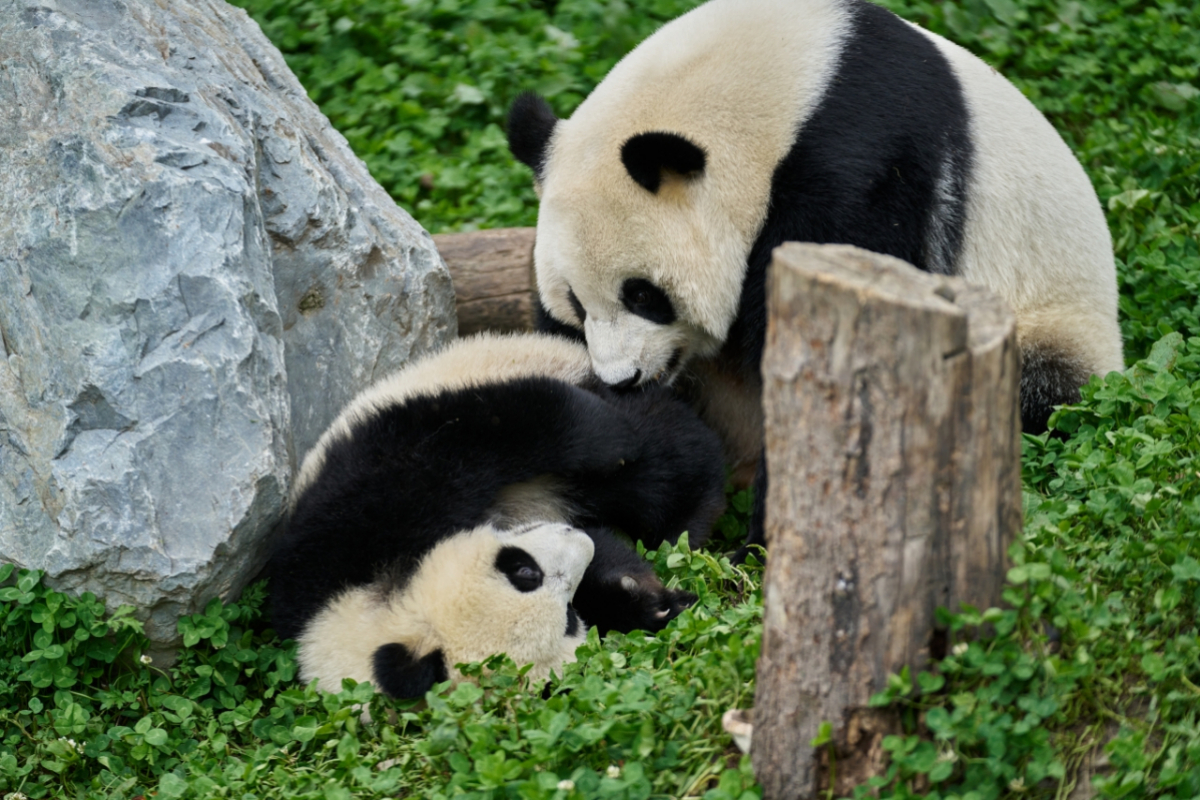 Foto Panda a já