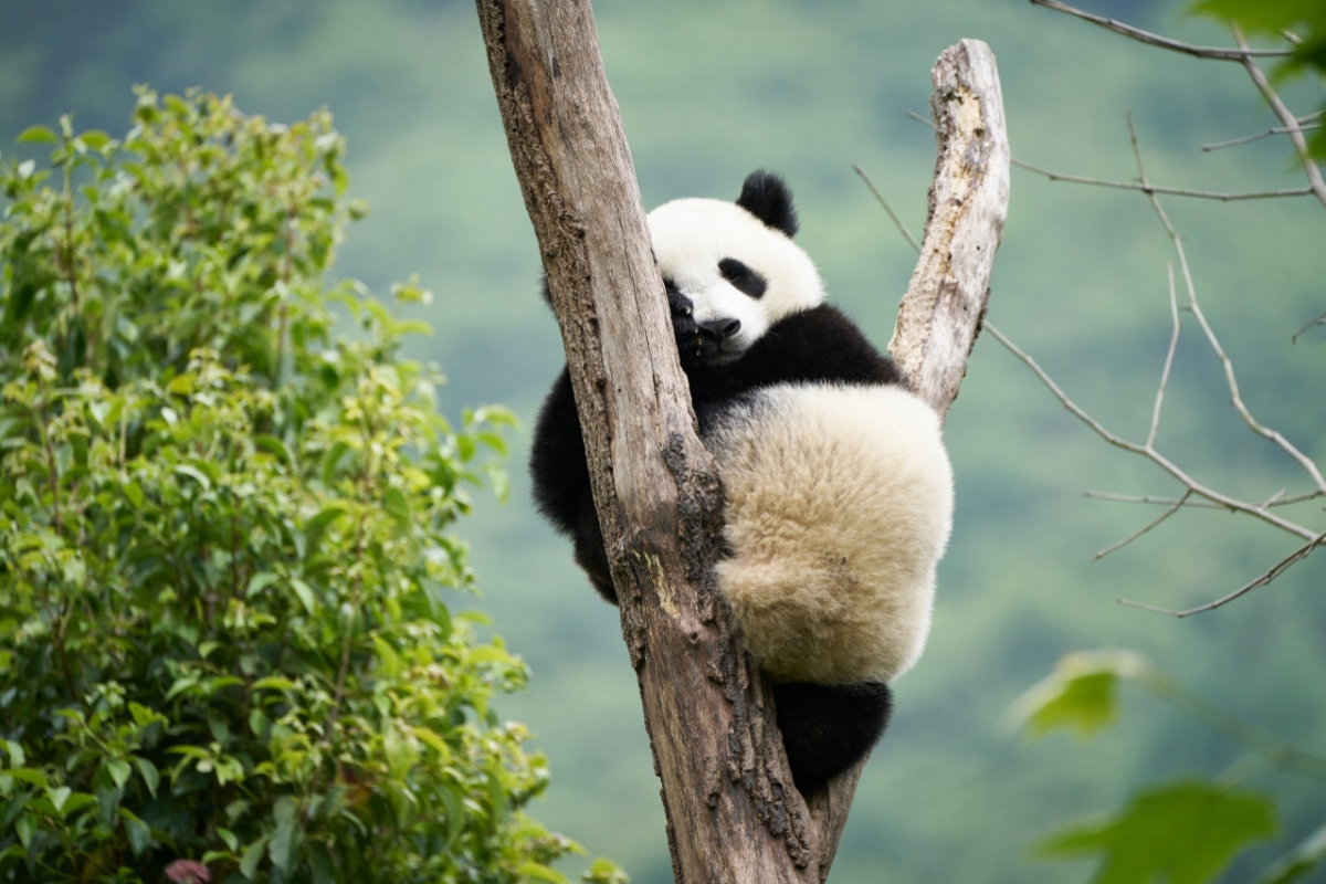 Foto Panda a já