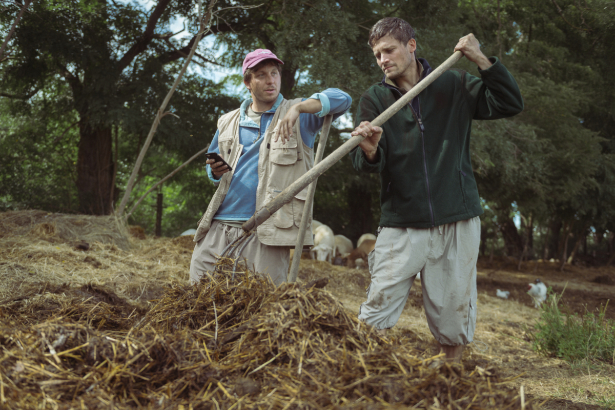 Foto Ovce žerou první