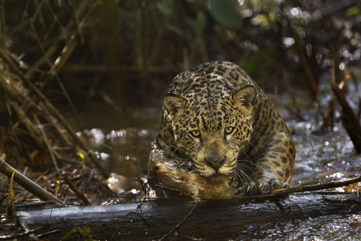 Foto Amazonie